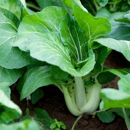 Picture of Pak Choi - Joi Choi F1